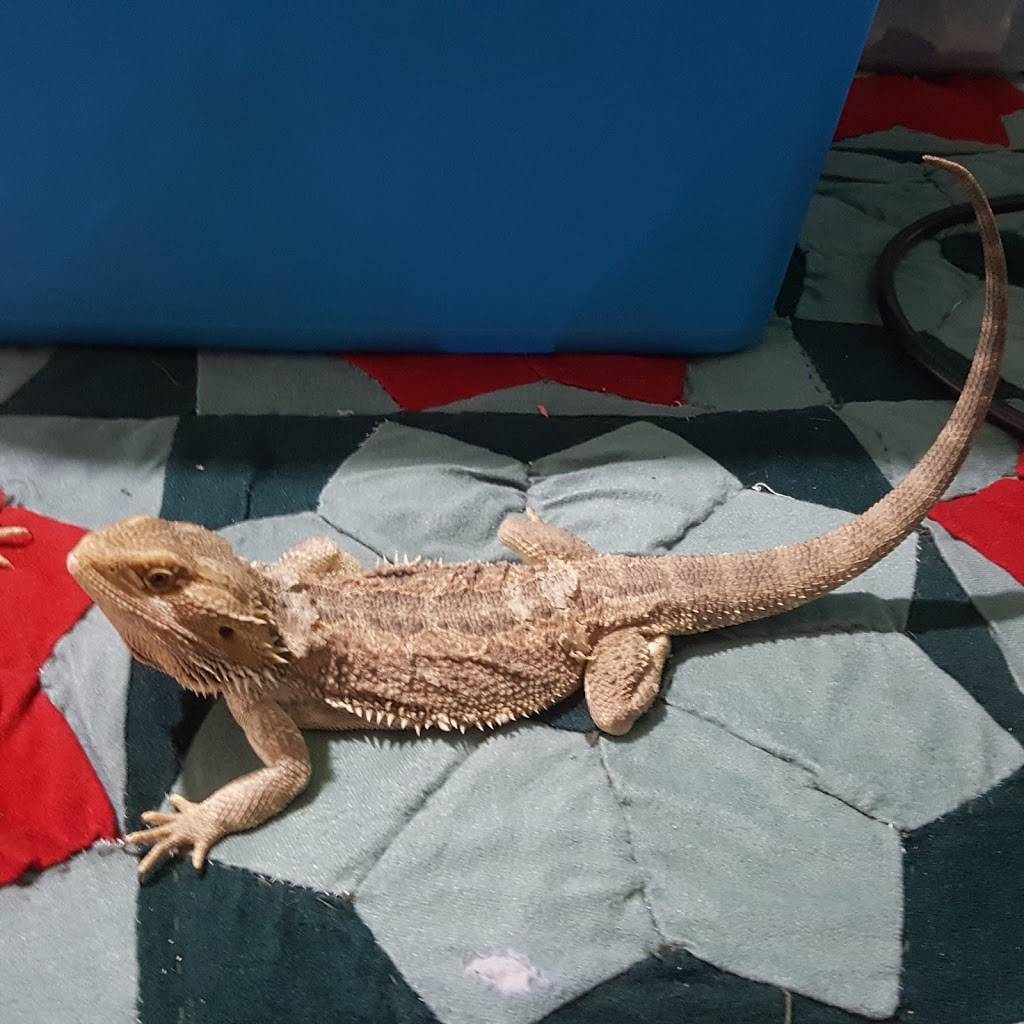 The Dragon lady - Bearded Dragons | 2445 Claremont Dr, Grand Prairie, TX 75052, USA | Phone: (817) 896-2145