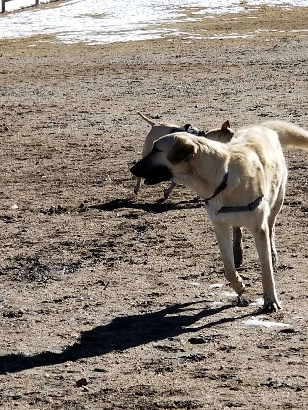 Wiggly Field Dog Park | 4712-4752 Meadows Blvd, Castle Rock, CO 80109, USA