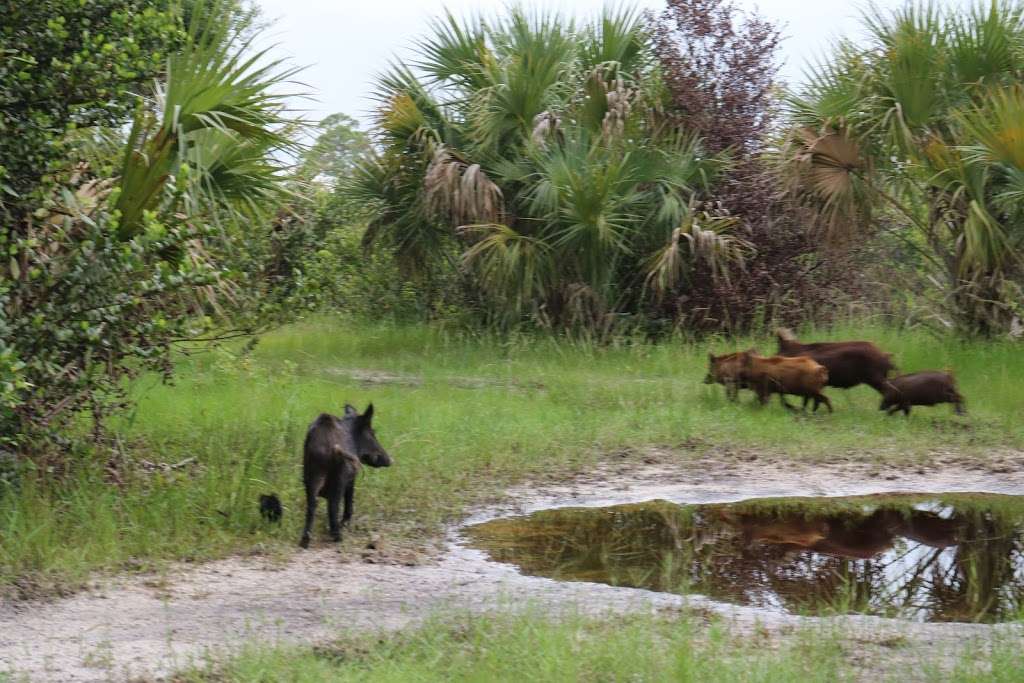 J.W. Corbett Wildlife Management Area | 11835 Seminole Pratt Whitney Rd, West Palm Beach, FL 33412, USA | Phone: (561) 625-5122