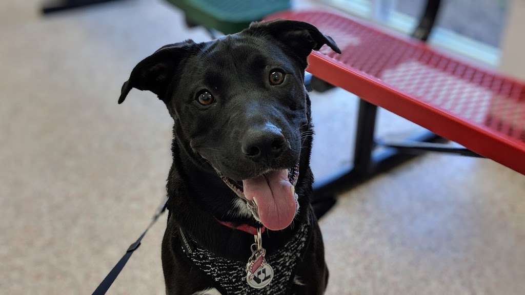 Houston Humane Society Animal Wellness Clinic 14810 Almeda Rd