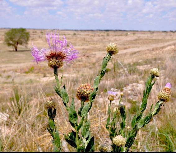 Lubbock Lake National Historic Landmark | 2401 Landmark Dr, Lubbock, TX 79415, USA | Phone: (806) 742-1116