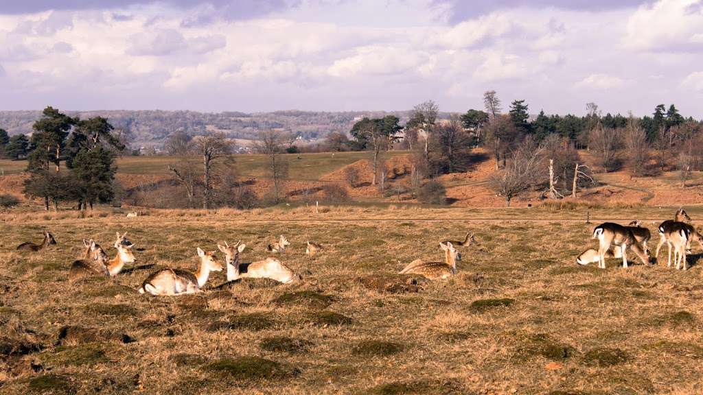 Knole Park | Sevenoaks TN15 0RP, UK