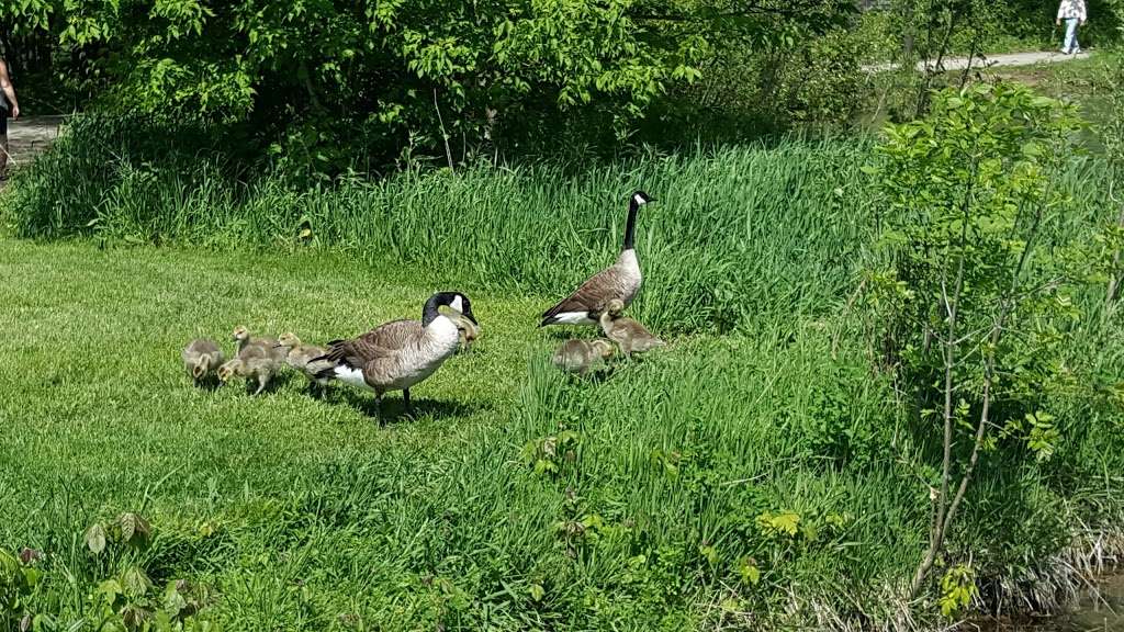 Loon Lake Parking Lot | Plano, IL 60545