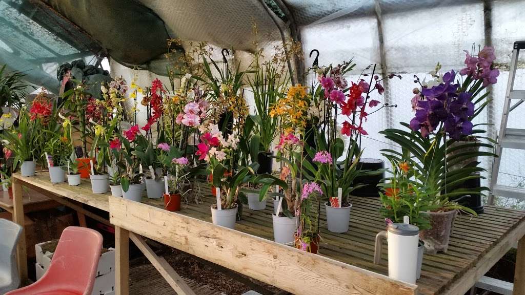 Hobbs Laurence Orchids Ltd | Bailiffs Cottage/Hophurst La, Crawley Down, Crawley RH10 4LN, UK | Phone: 01342 715142