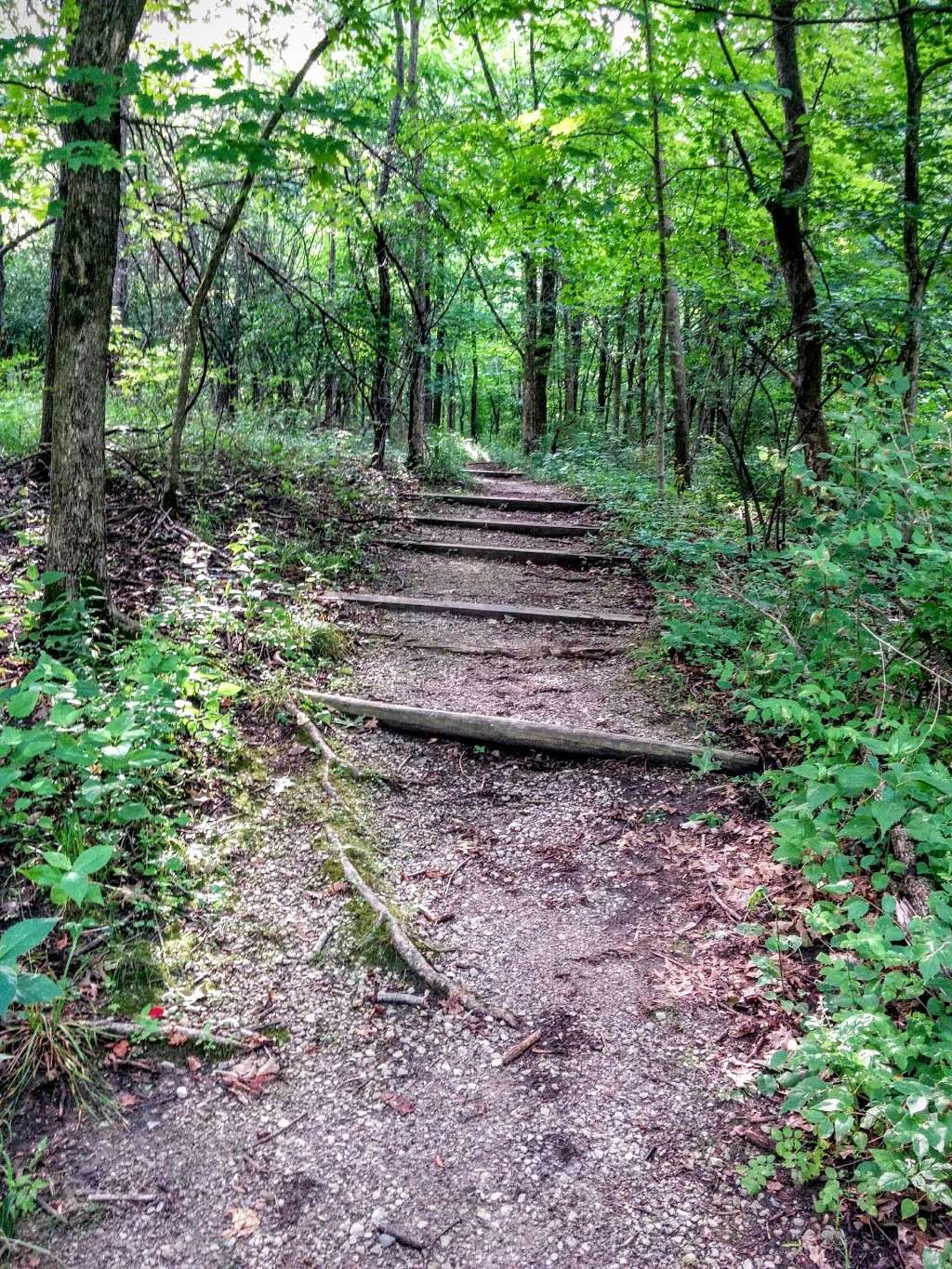 Thorn Creek Woods Nature Preserve | 247 Monee Rd, Park Forest, IL 60466, USA | Phone: (708) 747-6320