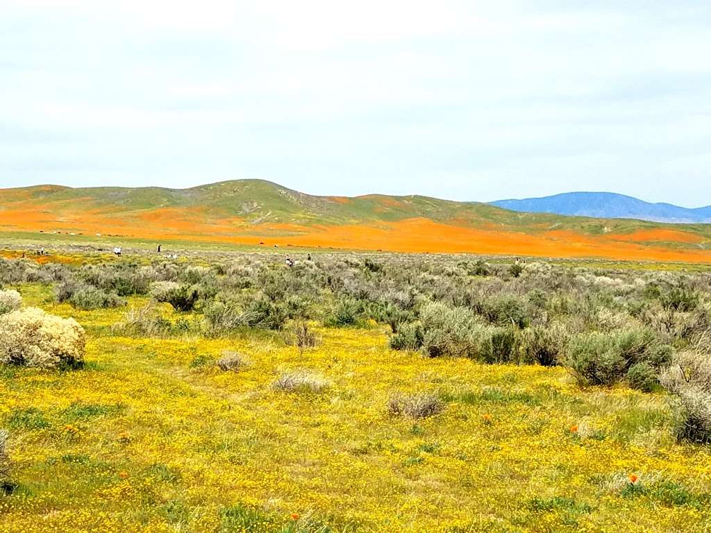 Antelope Valley California Poppy Reserve State Natural Reserve | 15101 Lancaster Rd, Lancaster, CA 93536 | Phone: (661) 724-1180