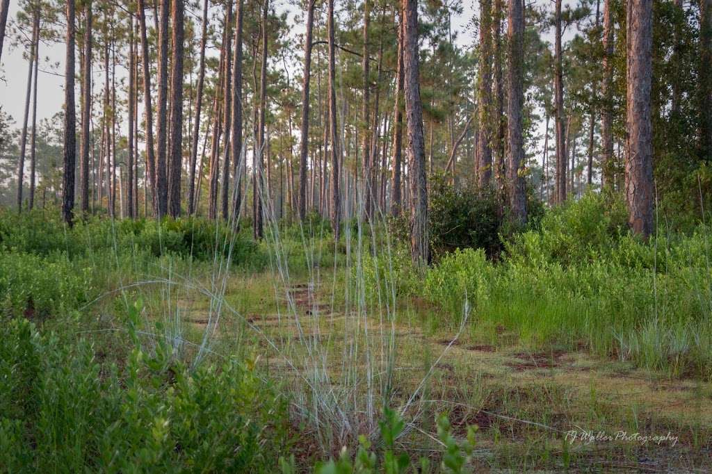 Geneva Wilderness Area Trailhead | Geneva, FL 32732