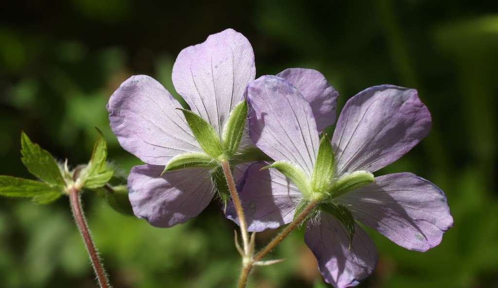 Jerry E. Clegg Botanic Gardens | N 400 E, Lafayette, IN 47905, USA | Phone: (765) 423-1325