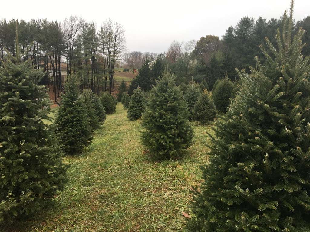 Zepps Christmas Tree Farm | Photo 3 of 7 | Address: 2814 Old Washington Rd, Westminster, MD 21157, USA | Phone: (410) 857-1016