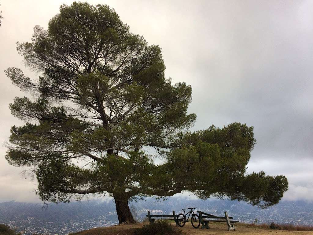 Tree Of Life | 3.79 Miles from Base at Stough Canyon Nature Center. Elevation: 2,940 ft, Sun Valley, CA 91352, USA