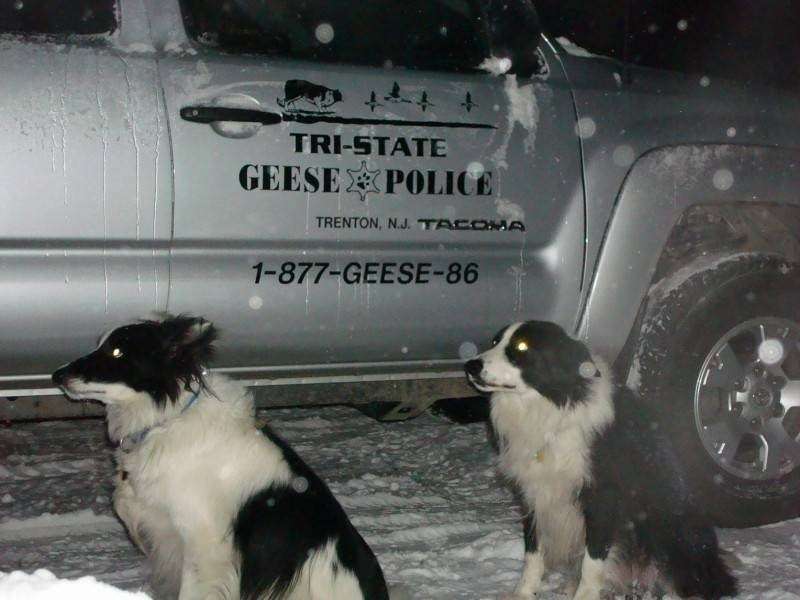 Tri-State Geese Police | 680 US-130, Trenton, NJ 08650, USA | Phone: (877) 433-7386
