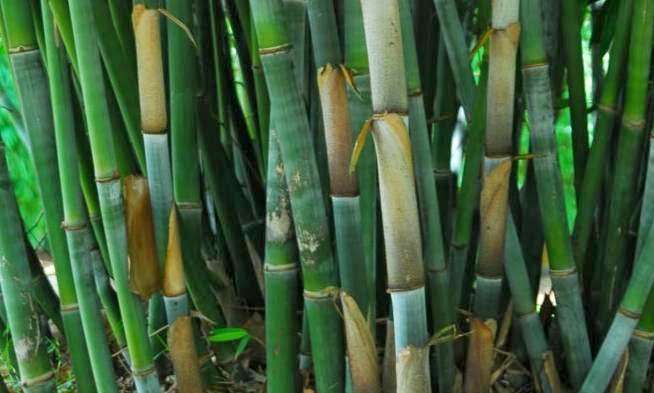 New Shoots Bamboo Nursery | 4505 SW Kanner Hwy, Stuart, FL 34997, USA | Phone: (772) 221-7227