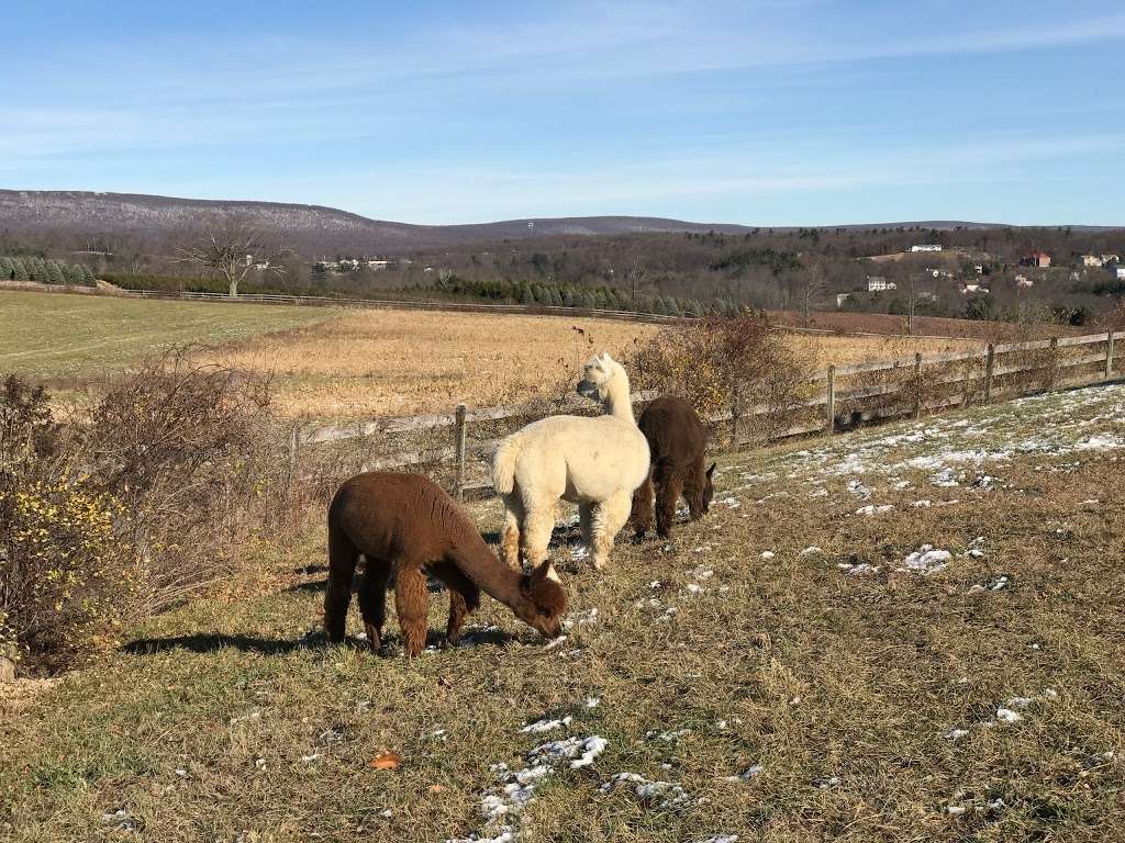 Pohopoco Creek Alpacas - Call Before You Visit! | 216 Merwinsburg Rd, Effort, PA 18330, USA | Phone: (570) 242-3587