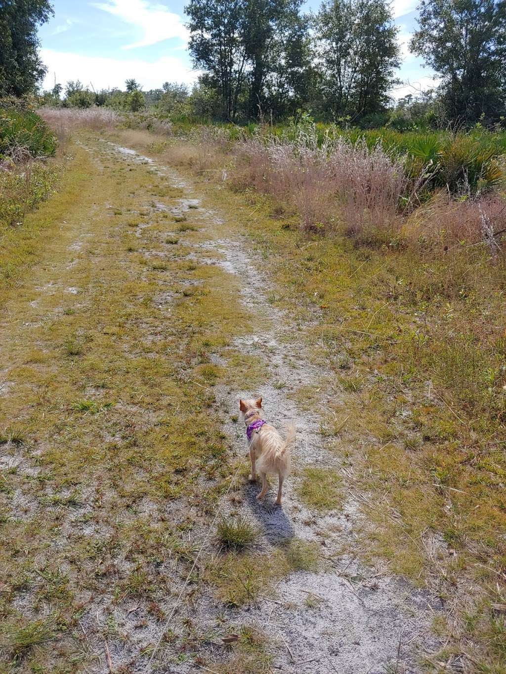 Lakeland Highlands Scrub | 6998 Lakeland Highlands Rd, Lakeland, FL 33813, USA | Phone: (863) 534-7377