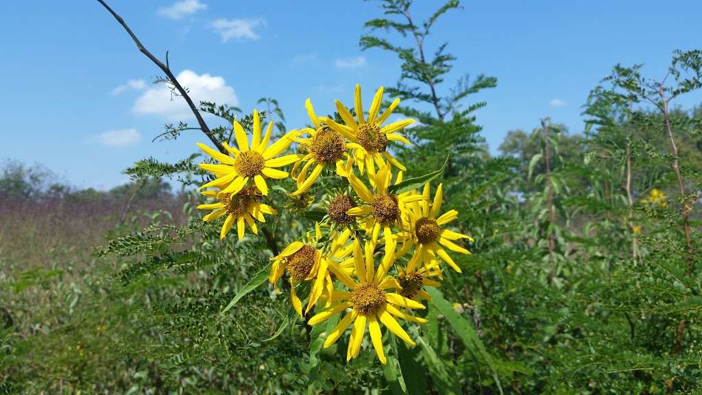 De Soto Wilderness Park | Evening Star Rd, Eudora, KS 66025, USA | Phone: (913) 586-5280