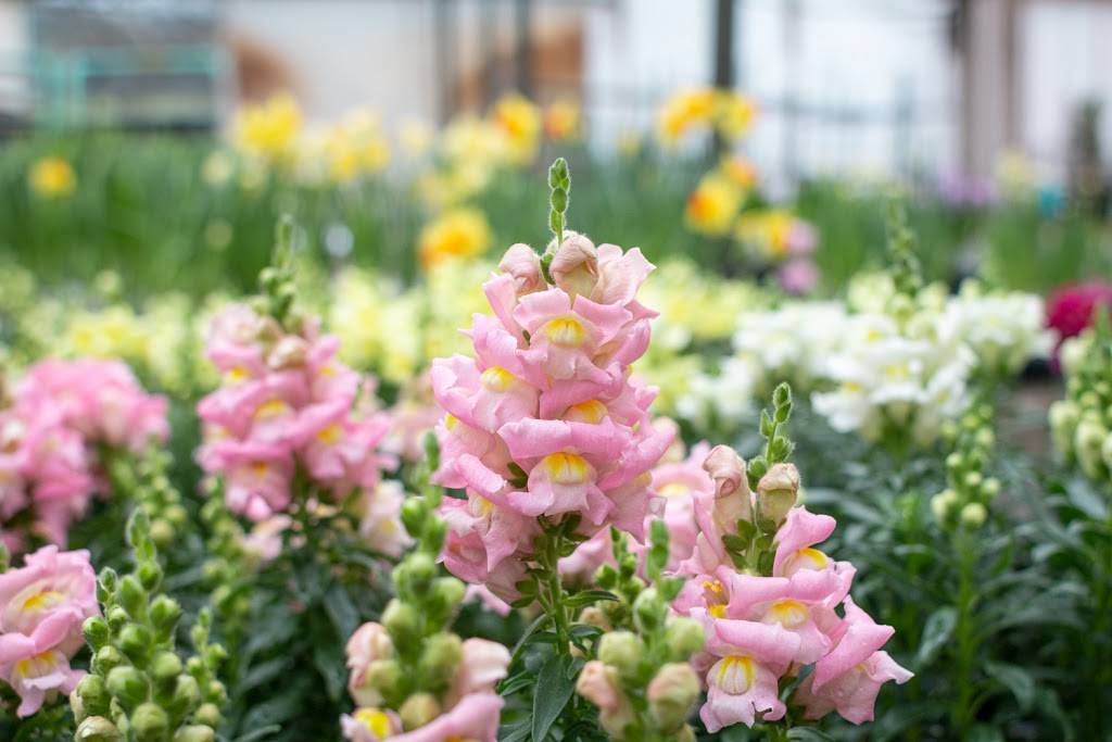 Bates Nursery and Garden Center | 3810 Whites Creek Pike, Nashville, TN 37207, USA | Phone: (615) 876-1014