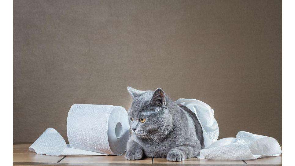 Longwood Veterinary Center | 230 Kennett Pike, Kennett Square, PA 19348, USA | Phone: (610) 388-3388