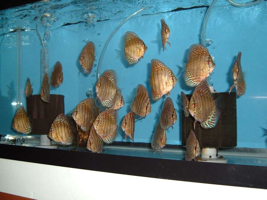 Fish Heads Aquatics Inc | 1758 SE 58th Ave, Ocala, FL 34480, USA | Phone: (352) 694-7855