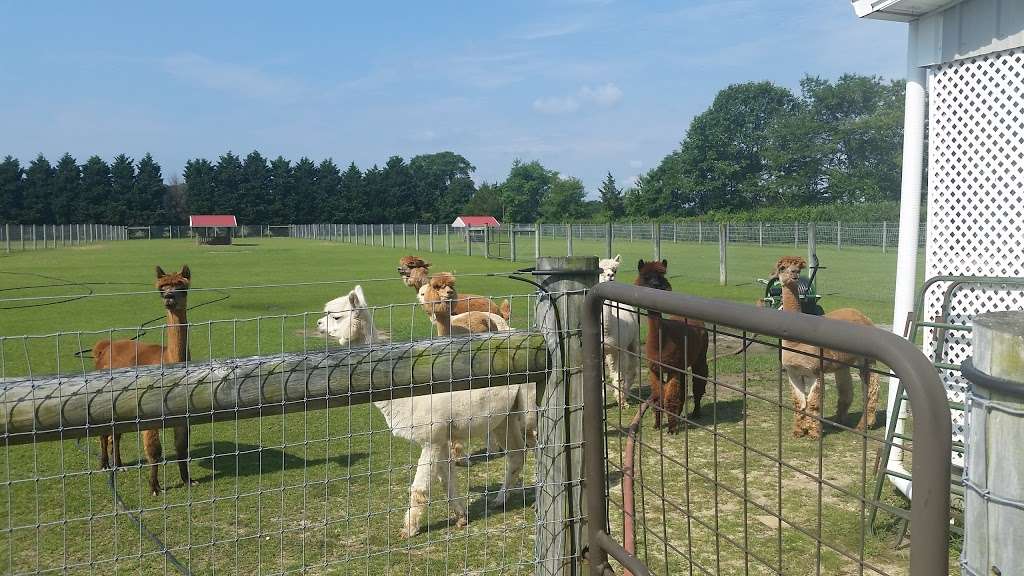 Silver Fox Farm Alpacas | 714 W Herschel St, Egg Harbor City, NJ 08215, USA