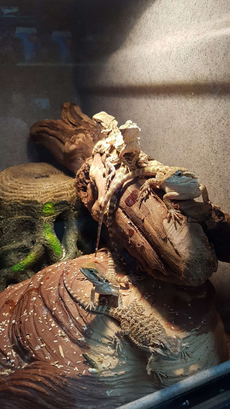 LLLReptile & Supply Mission Valley | 6628 Mission Gorge Rd, San Diego, CA 92120, USA | Phone: (619) 280-7387