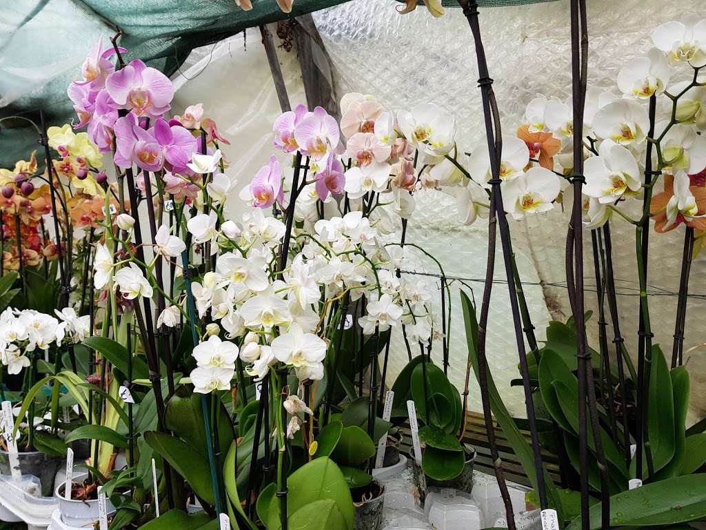 Hobbs Laurence Orchids Ltd | Bailiffs Cottage/Hophurst La, Crawley Down, Crawley RH10 4LN, UK | Phone: 01342 715142