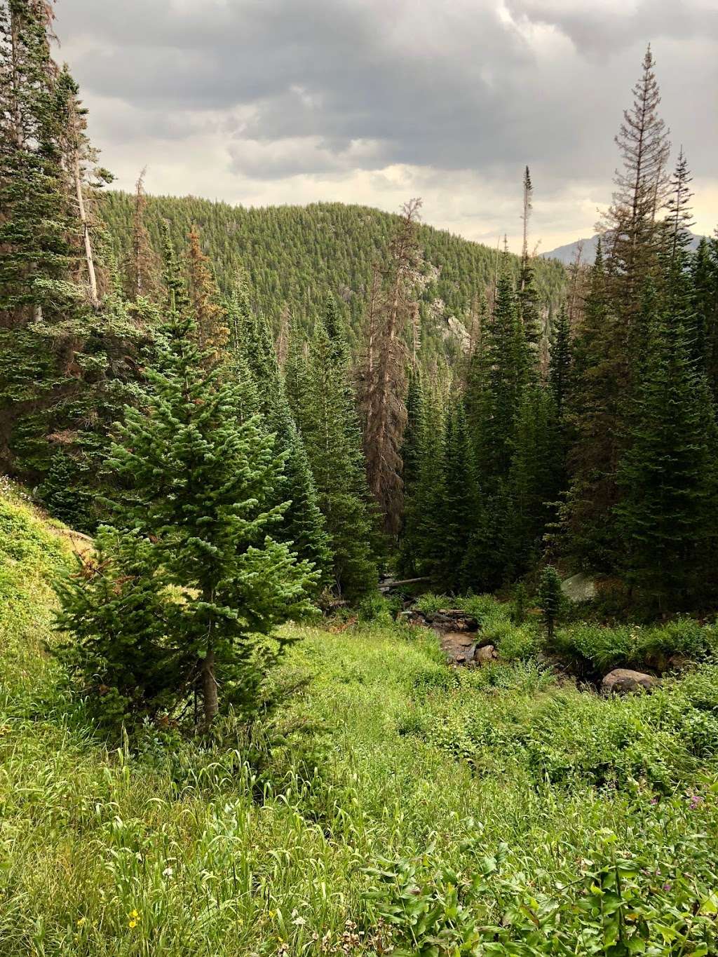 Goblins Forest | Estes Park, CO 80517, USA