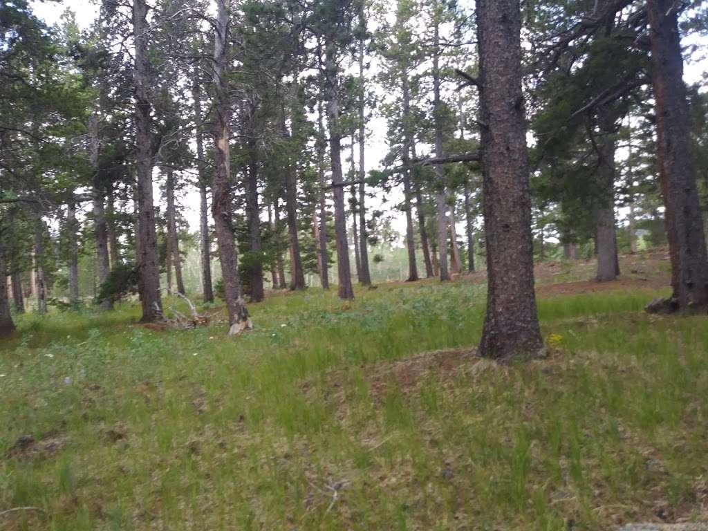 Meeker Park Overflow Campground | Forest Rd 121, Allenspark, CO 80510