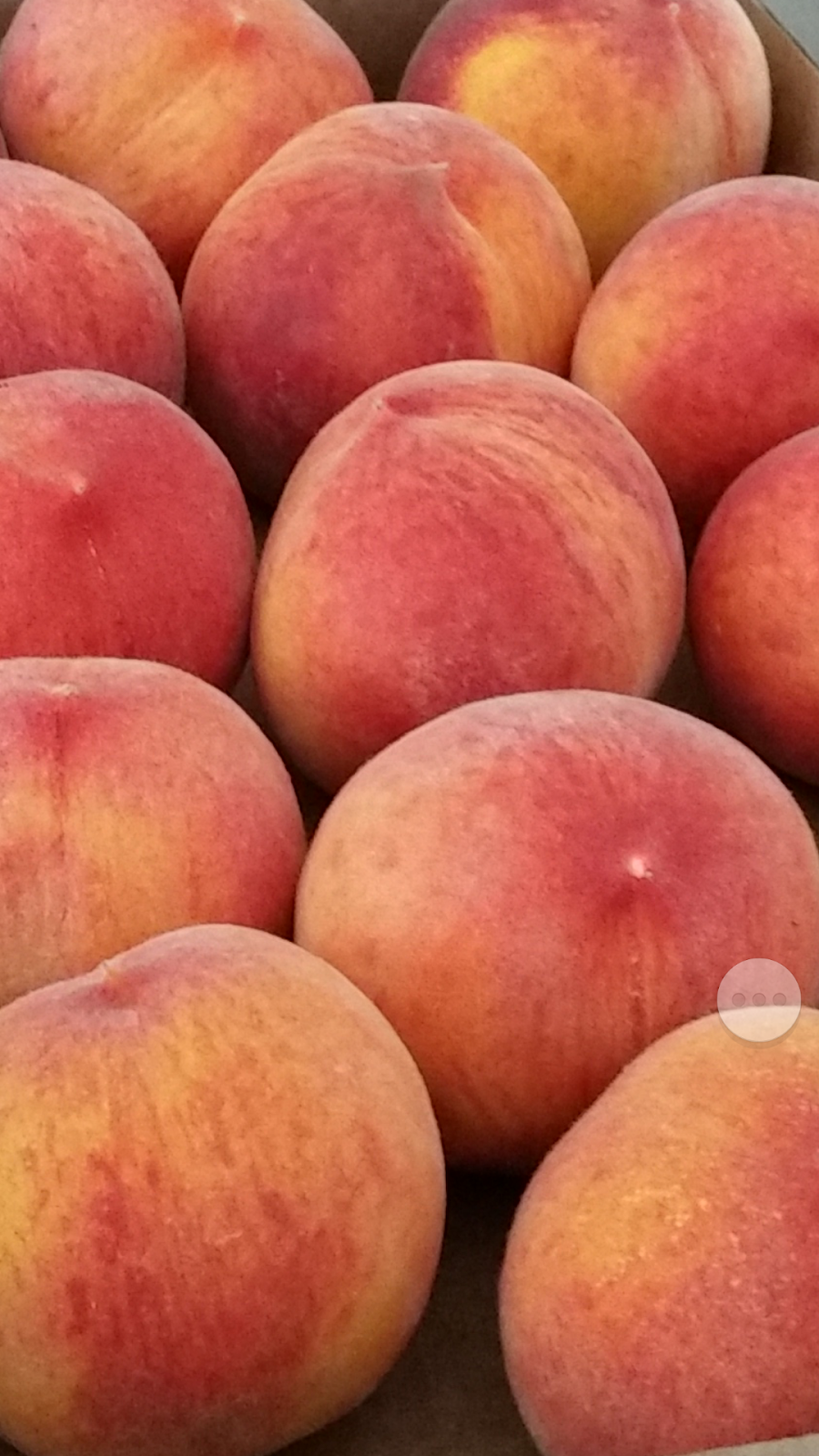 Moffatt Ranch Peaches | 1870 Walnut Blvd, Brentwood, CA 94513, USA | Phone: (925) 634-3049