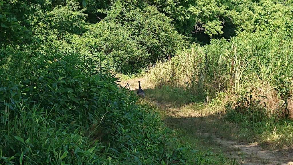 Buffalo Creek Preserve Trailhead | 7850 Malibu Rd, Mt Pleasant, NC 28124, USA | Phone: (704) 376-2556