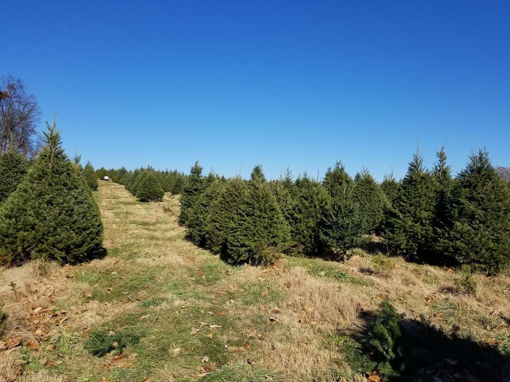 Thomas Tree Farm | 3501 Hanover Pike, Manchester, MD 21102 | Phone: (410) 374-9538