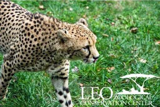 LEO Zoological Conservation Center | 404 Taconic Rd, Greenwich, CT 06831, USA | Phone: (203) 552-0677