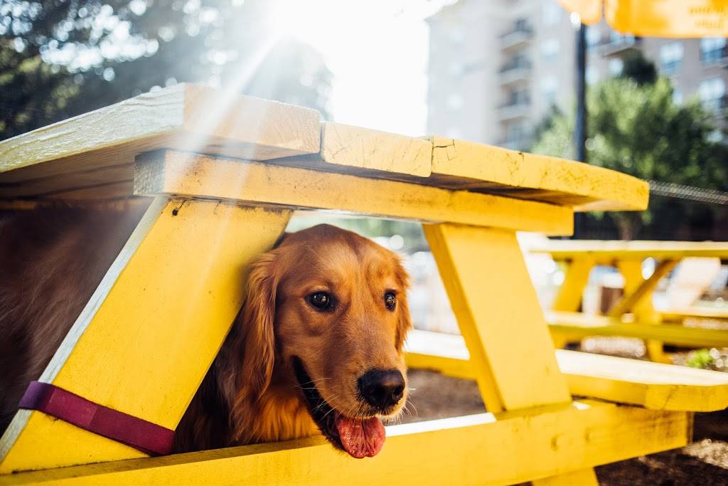 MUTTS Canine Cantina | 5317 Clearfork Main St, Fort Worth, TX 76109, USA | Phone: (817) 377-0151