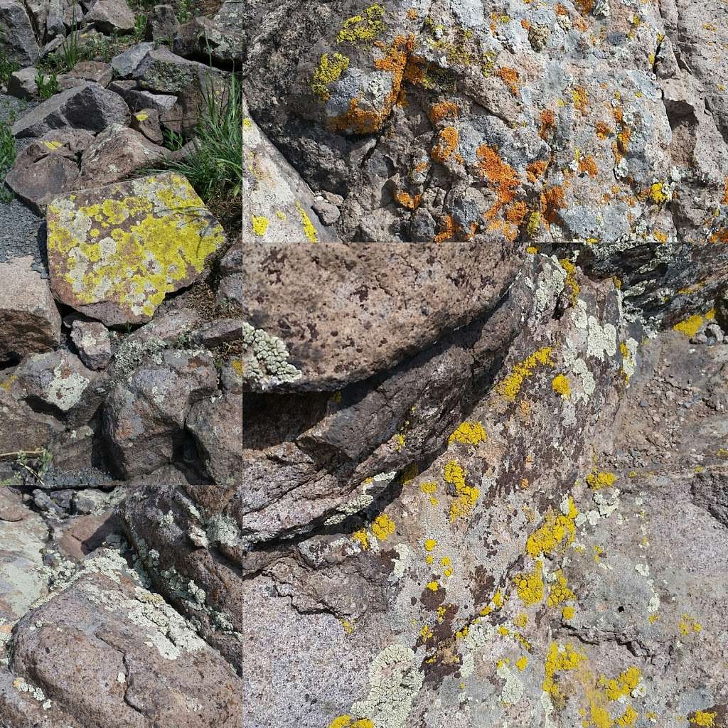 Lichen Peak | Golden, CO 80403