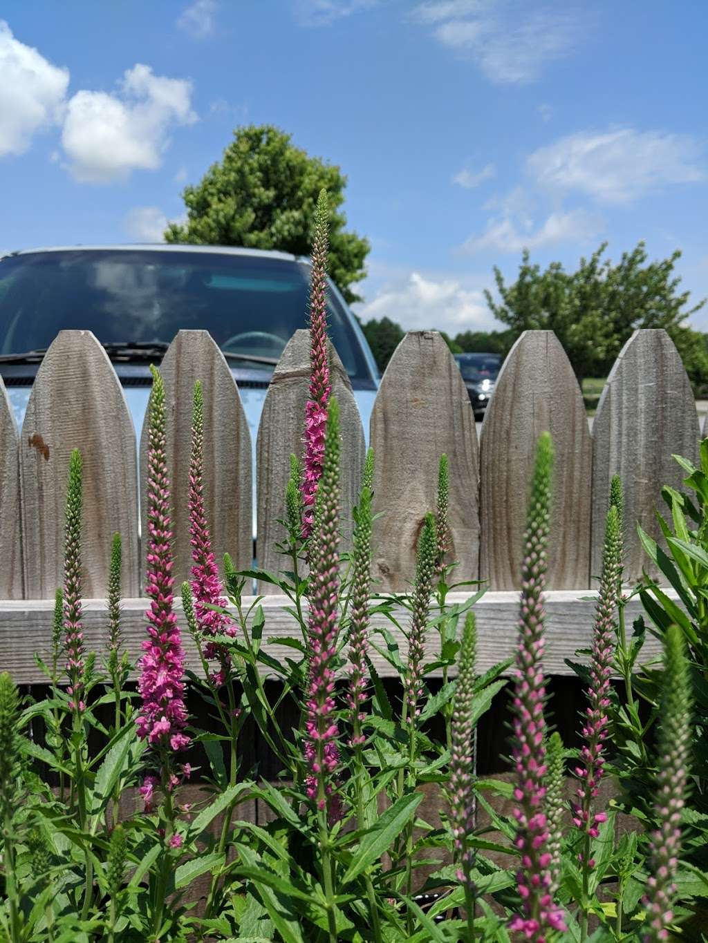 Ball Greenhouses | 20981 Hog Island Rd, Preston, MD 21655, USA | Phone: (410) 673-7361