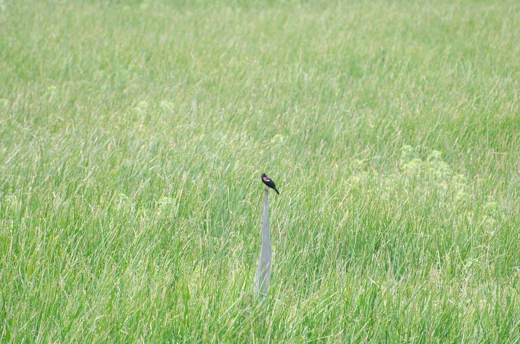 Blackwater National Wildlife Refuge | Maryland