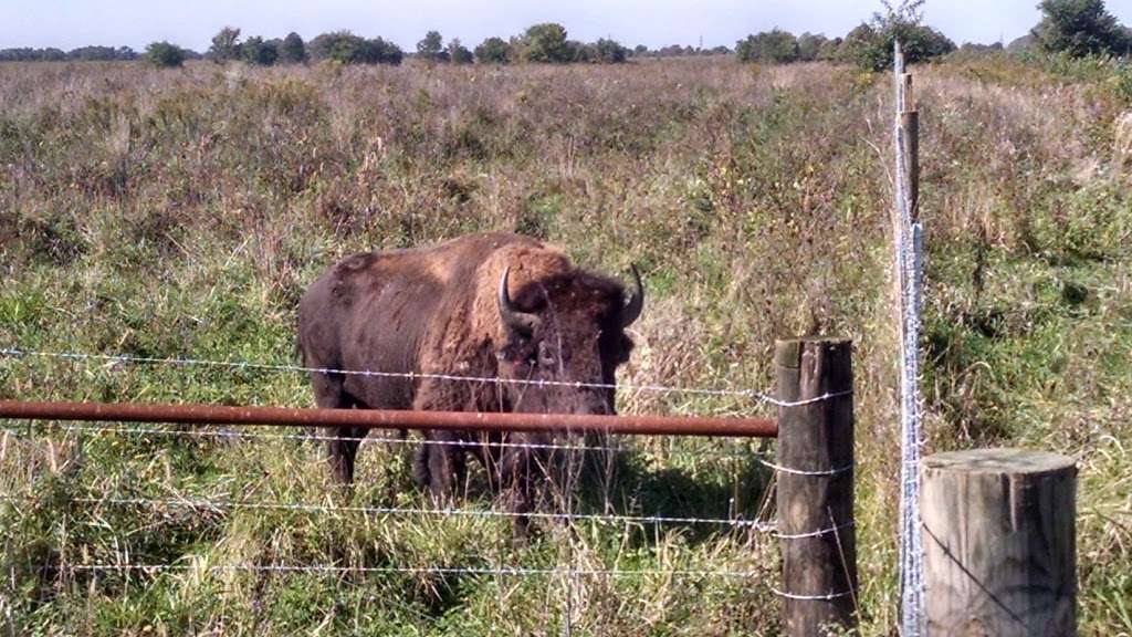 Midewin National Tallgrass Prairie | 30239 IL-53, Wilmington, IL 60481, USA | Phone: (815) 423-6370