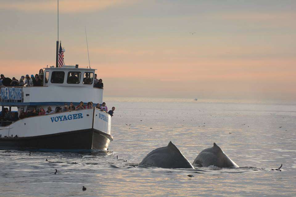 Redondo Beach Sportfishing & Whale Watch | 140 International Boardwalk, Redondo Beach, CA 90277, USA | Phone: (310) 372-2111