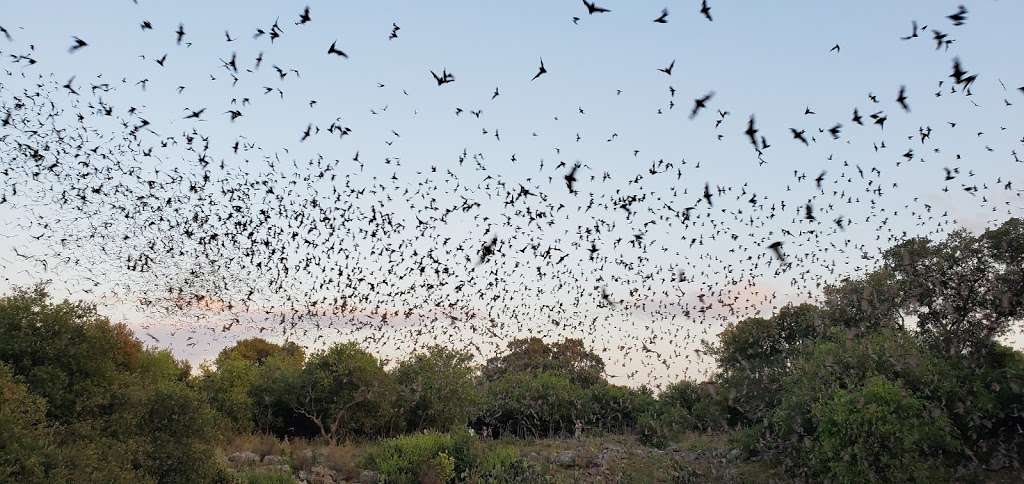 Bracken Cave Preserve (Bat Conservation International Inc Events, 26101 ...