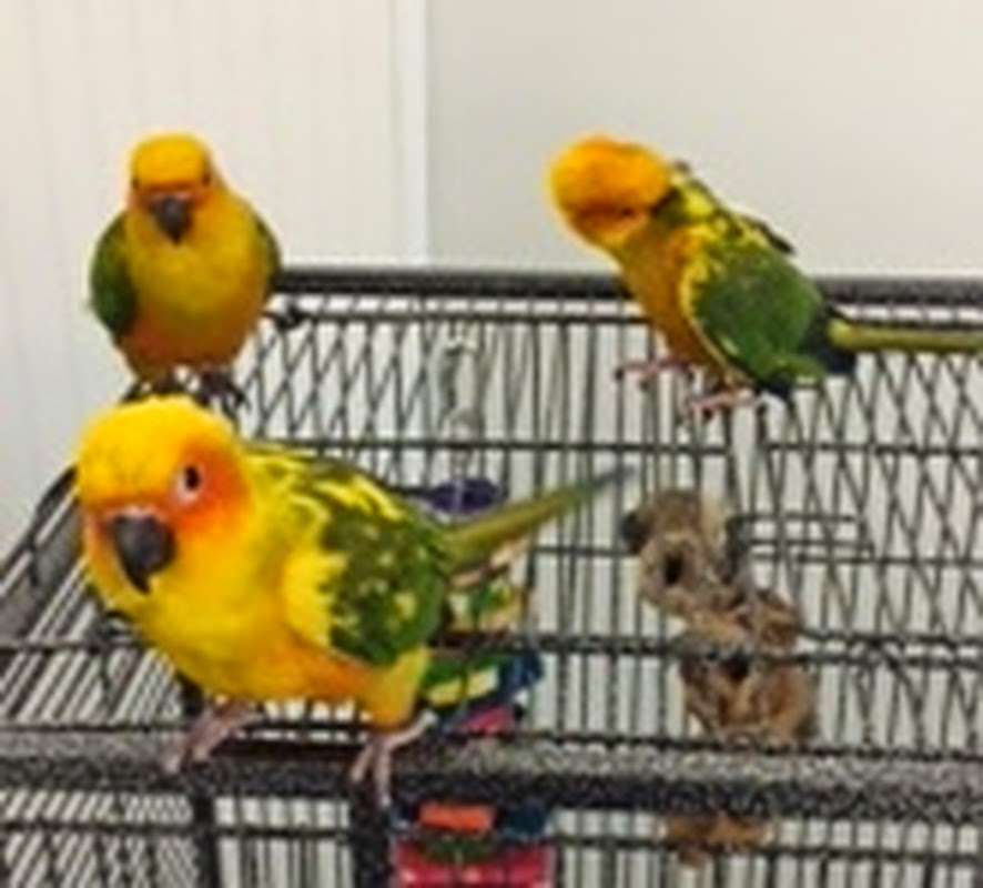 The Parrots Nest Of Maryland | 4508 Lower Beckleysville Rd, Hampstead, MD 21074 | Phone: (410) 374-1636