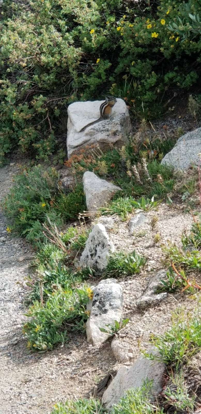 Mount Goliath Natural Area | Mt Evans Rd, Evergreen, CO 80439, USA