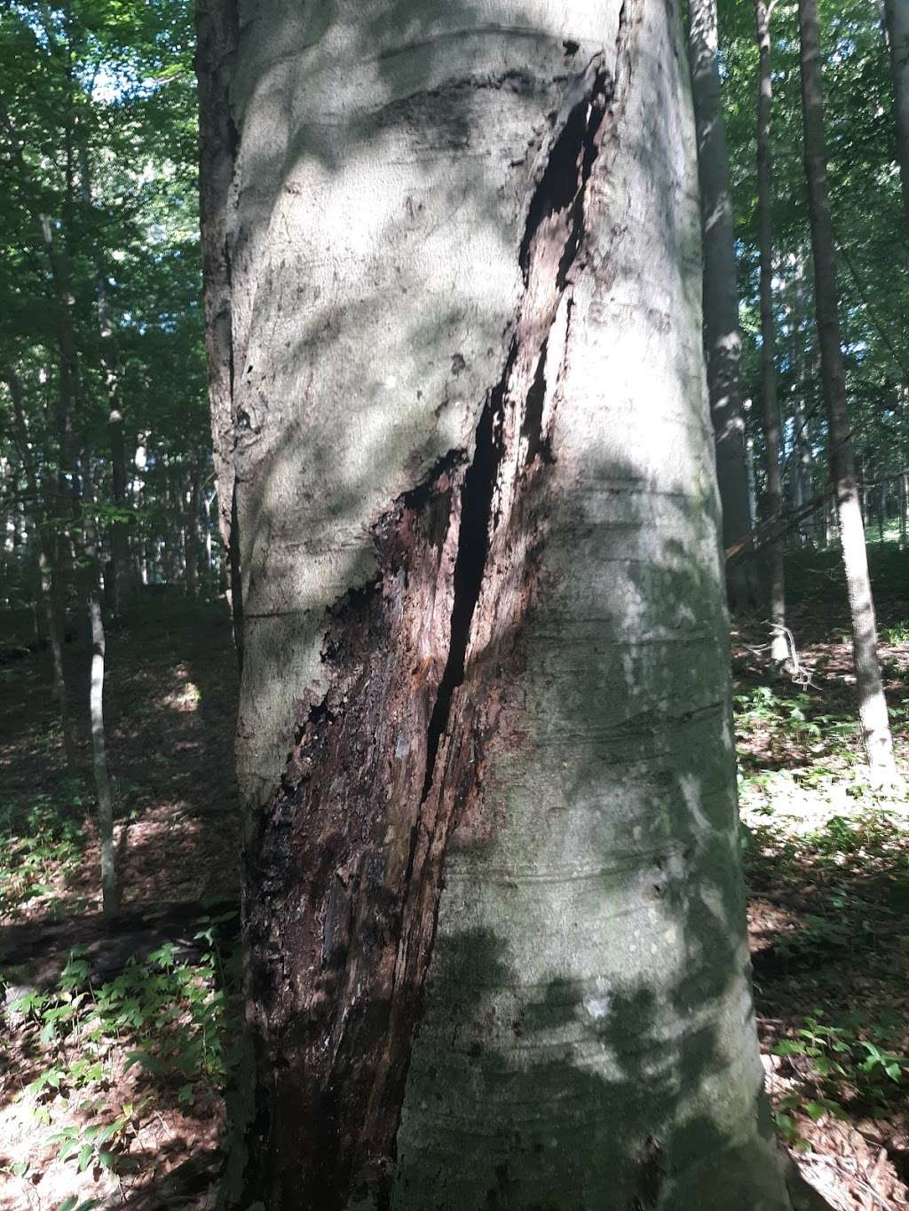 Bendix Woods Nature Preserve | Unnamed Road, New Carlisle, IN 46552, USA | Phone: (574) 277-4828