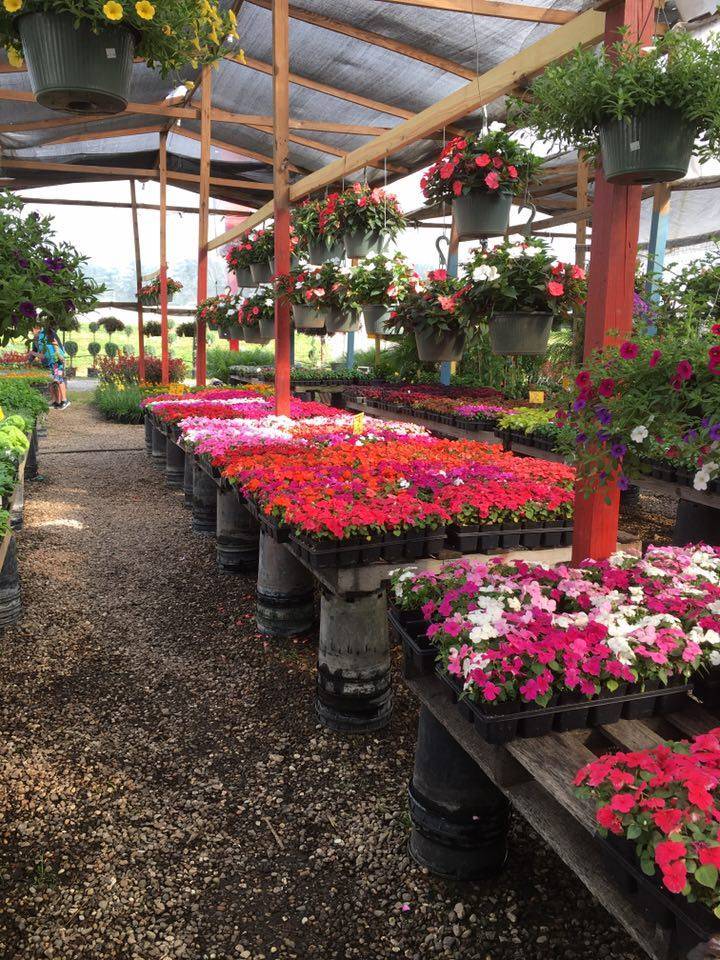 Natius Garden Plants | 21909 Eastex Freeway Service Rd, Kingwood, TX 77339 | Phone: (713) 870-7686