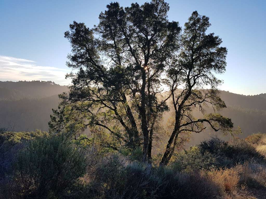 Long Ridge Open Space Preserve Peters Creek Trail Head | 37°1725."N ."W, 12209 US-15, 5, CA 94020, USA