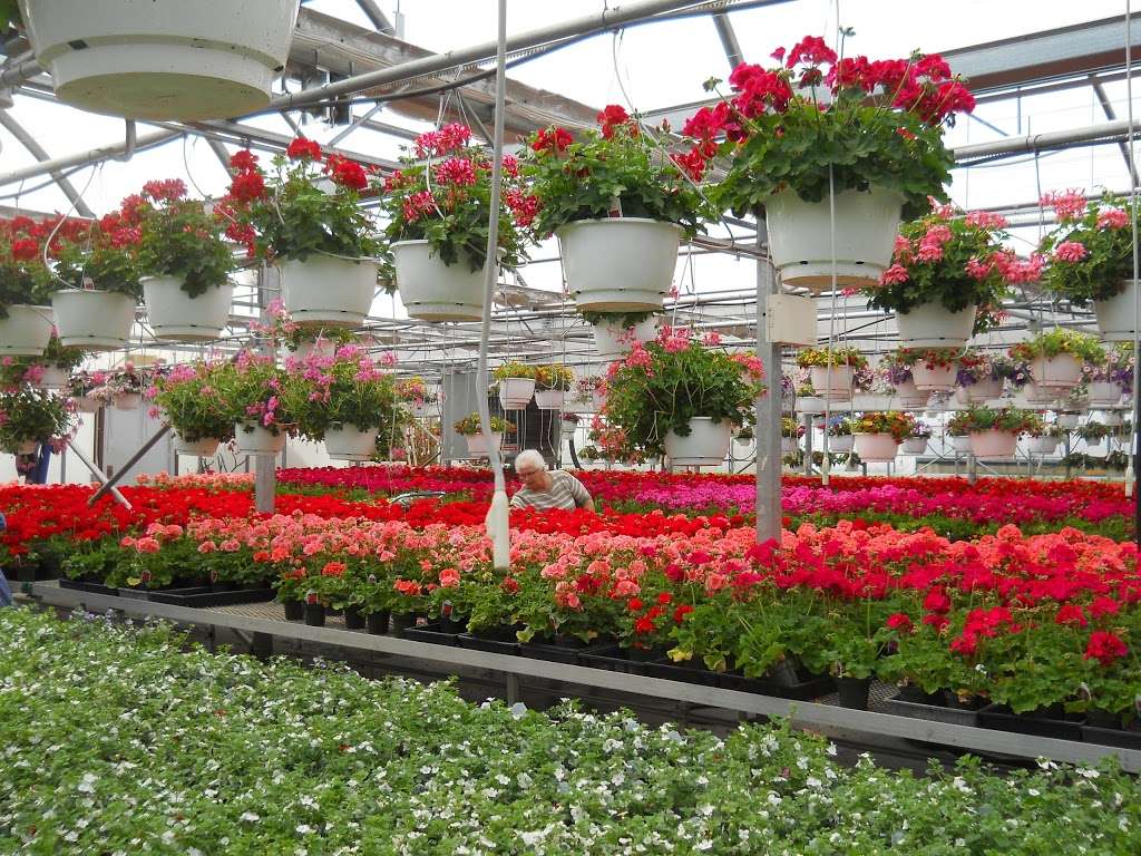 Rays Greenhouse | 458 Morwood Rd, Telford, PA 18969, USA | Phone: (215) 723-1476