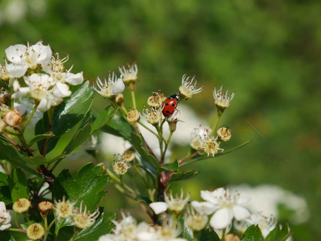 Upper Halling Nature Reserve | 21 Vicarage Rd, Rochester ME2 1HS, UK