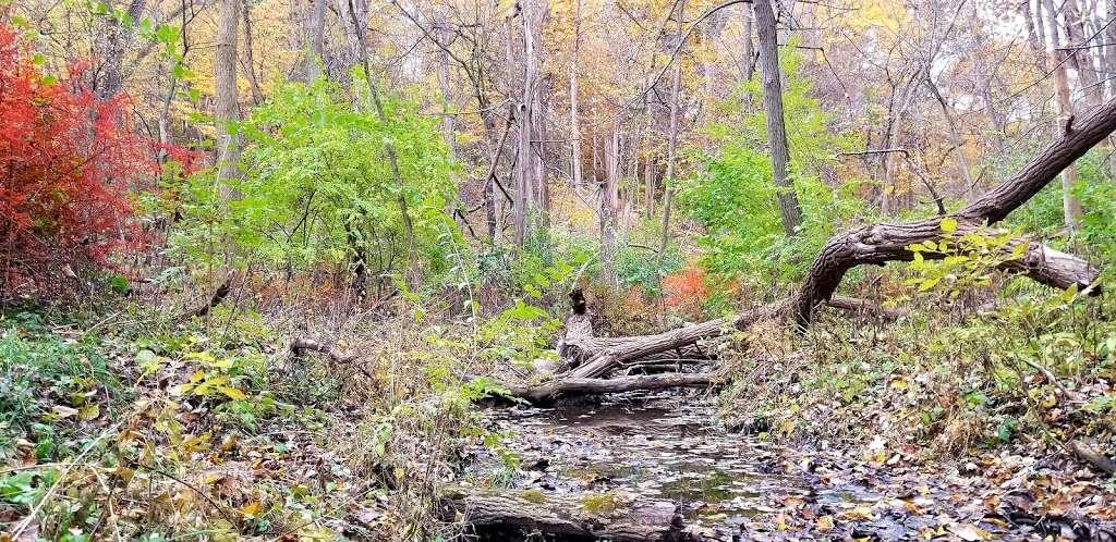 McLaughry Spring Woods | McClaughry Springs Woods (Cook County Forest Preserve), Palos Park, IL 60464