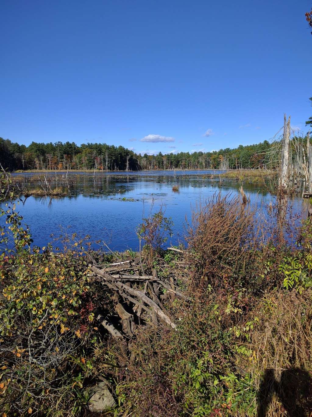 Willowdale State Forest | Linebrook Rd, Ipswich, MA 01938, USA | Phone: (978) 887-5931