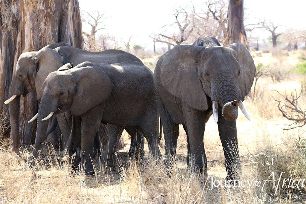 Journey To Africa Safari | Bellaire Blvd, Bellaire, TX 77401, USA | Phone: (888) 314-7232