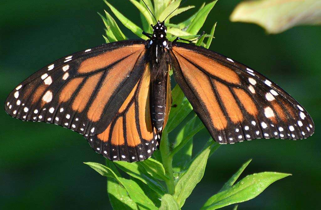 Greenbury Point Conservation Area | Annapolis, MD 21402