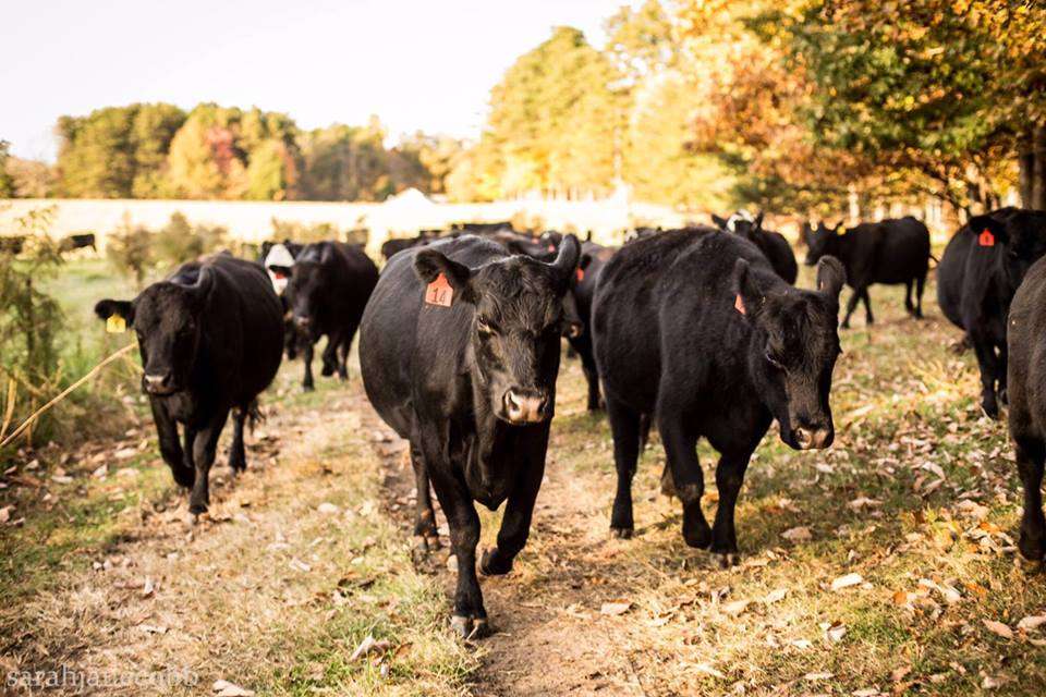 Keener Farms Natural Fed Beef | 519 Buffalo Shoals Rd, Lincolnton, NC 28092, USA | Phone: (704) 309-7640